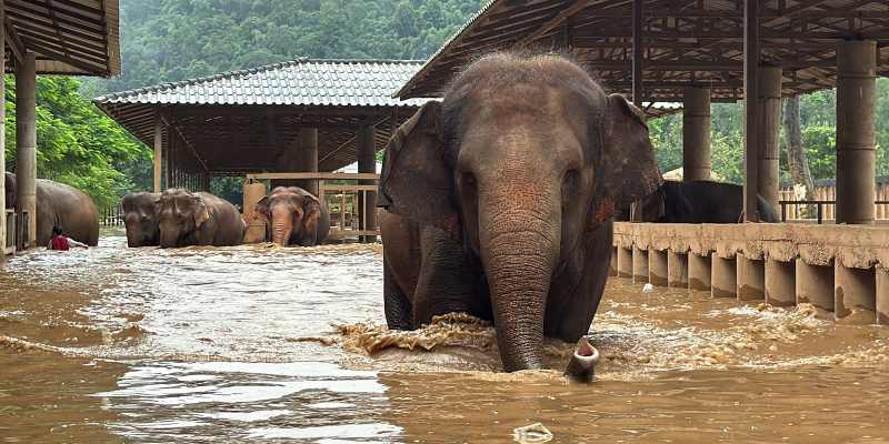 Chiang Mai Thailand Dilanda Banjir, 125 Gajah Dievakuasi