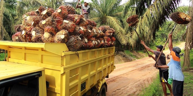 Harga CPO Melemah Jelang Akhir Bulan