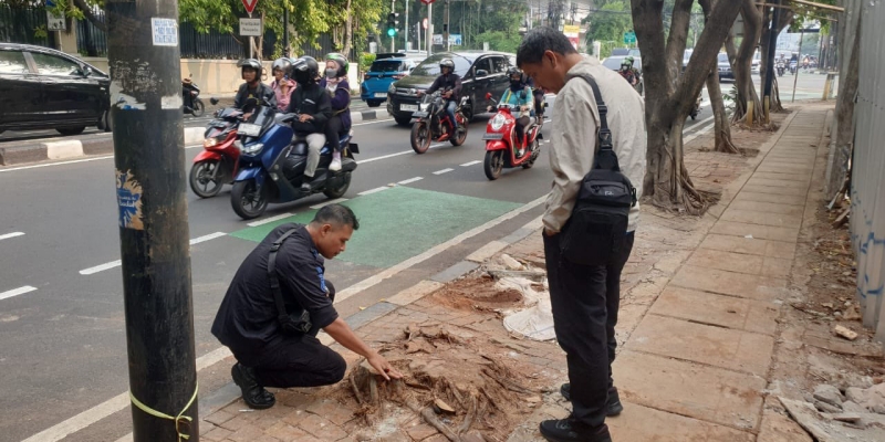 Kondisi pohon yang ditebang untuk kepentingan renovasi sebuah rumah di Jalan Imam Bonjol, Menteng, Jakarta Pusat/Ist