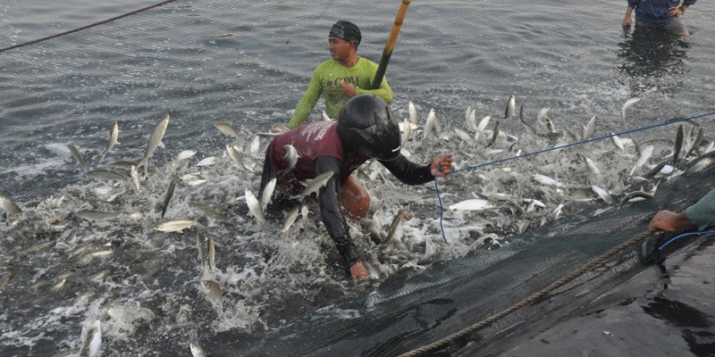 Produksi Perikanan Terus Digenjot Capai Swasembada Pangan