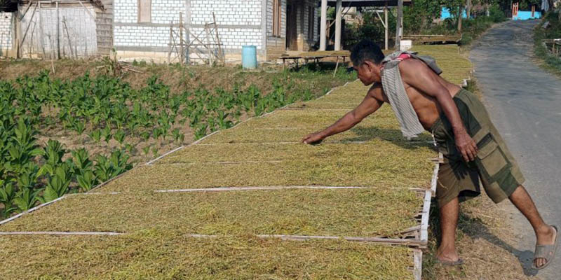 Terdampak Cuaca Panas, Produksi Tembakau di Rembang Turun