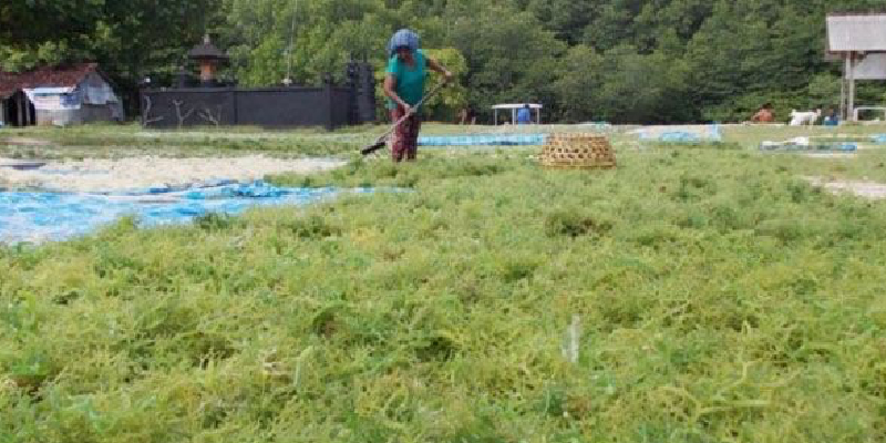 Rosan Segera Koordinasikan dengan KKP Soal Hilirisasi Rumput Laut jadi BioAvtur