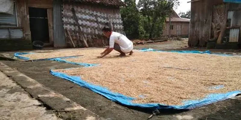 Harga GKP di Tingkat Petani Lampung Tertinggi Rp6.300 per Kg