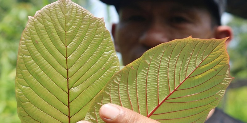 Kratom Indonesia Kian Dilirik Pasar Global, Bernilai Miliaran Rupiah