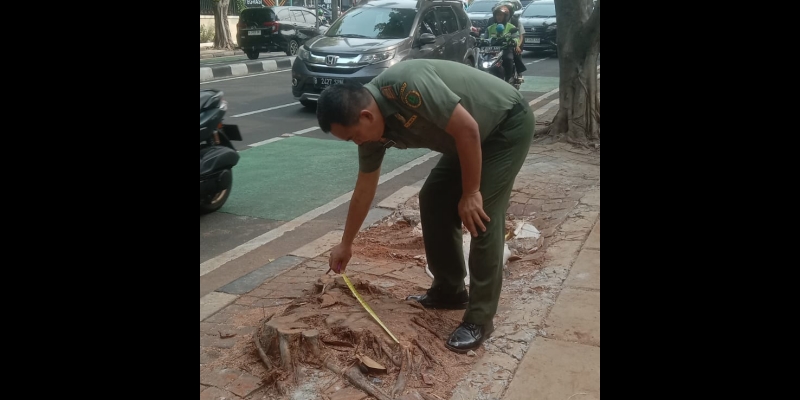 Distamhut akan Sanksi Pelaku Penebangan Pohon Tanpa Izin di Menteng