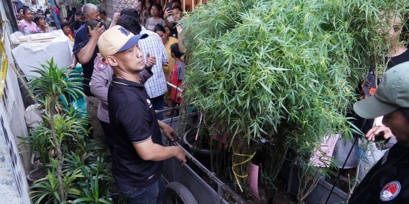 Kebun Ganja di Kapuk Digerebek Polisi, 1 Pelaku Diringkus