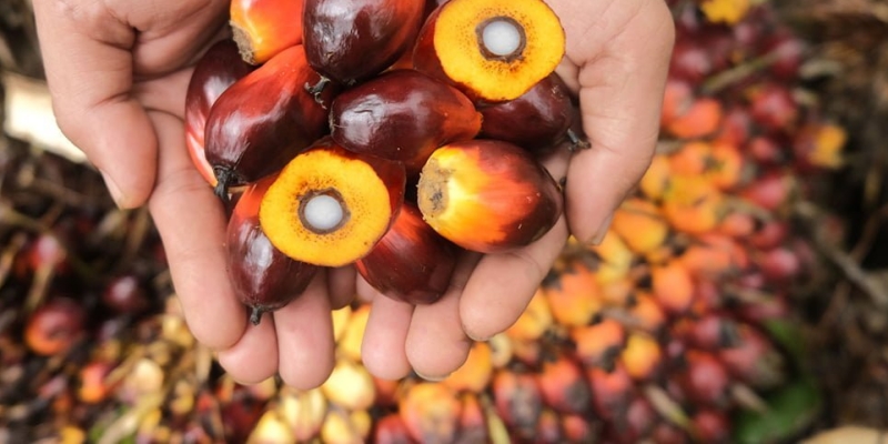 Merangkak Naik, Harga Sawit Riau Tembus Rp3.534,28 per Kg