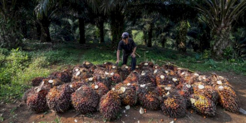 Harga Minyak Sawit Melonjak Berkat Minyak Kedelai