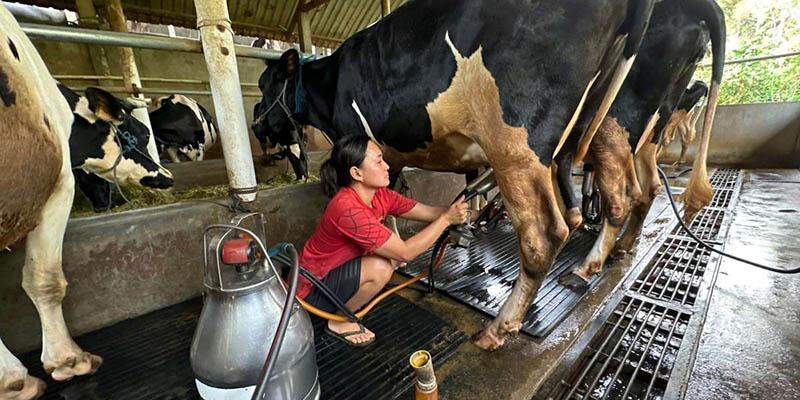 Redam Kemarahan, Kemenkop Didorong Temui Peternak Sapi Perah