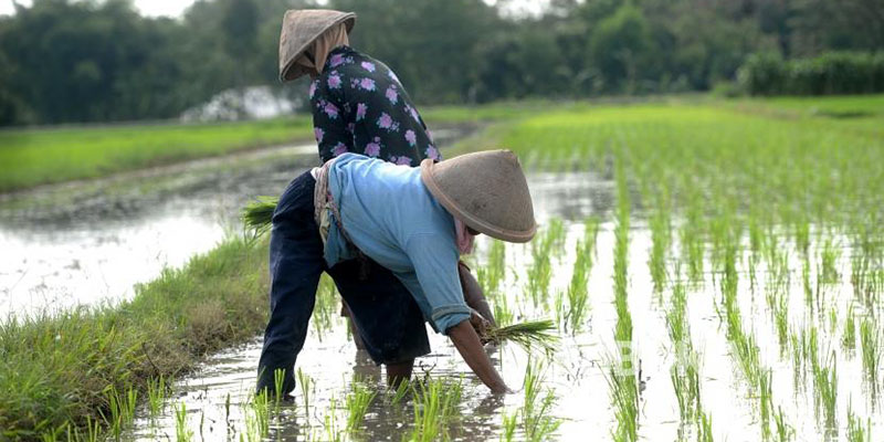 Ketika Bulog Mencintai Kelompok Tani