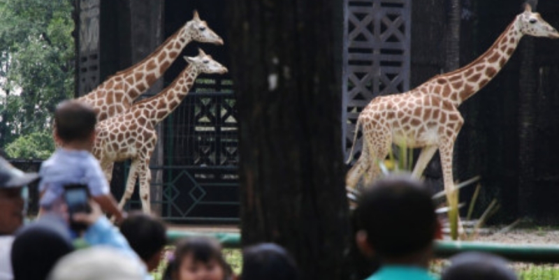 Pengunjung Taman Margasatwa Ragunan Turun Drastis