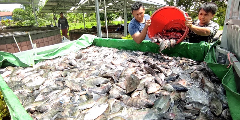 Pemerintah Salurkan Bantuan Benih Dongkrak Ekonomi Pembudidaya Ikan