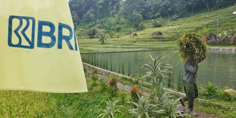 BRI Salurkan KUR Rp175,66 Triliun Buat 3,7 Juta UMKM per November 2024