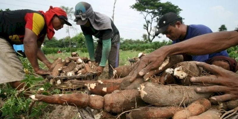 Tetapkan Harga Singkong Rp900 Per Kg, Pj Gubernur Lampung Tak Berpihak ke Petani