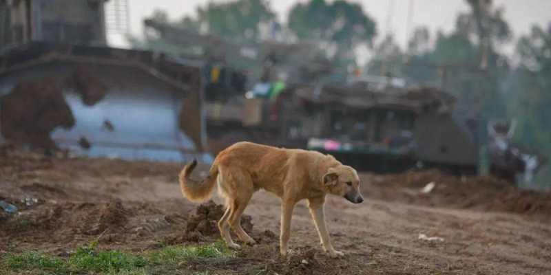 Kejam, Israel Sengaja Biarkan Jenazah Warga Gaza Dimakan Anjing Liar