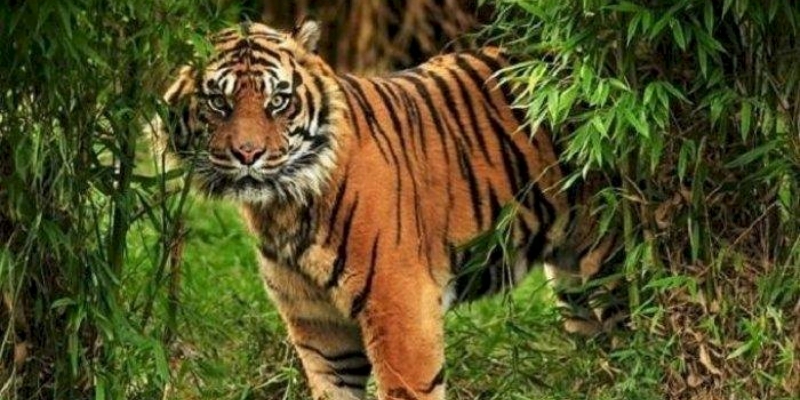 Hoaks Harimau Jawa Melintas di Kawasan Hutan Mantingan Rembang