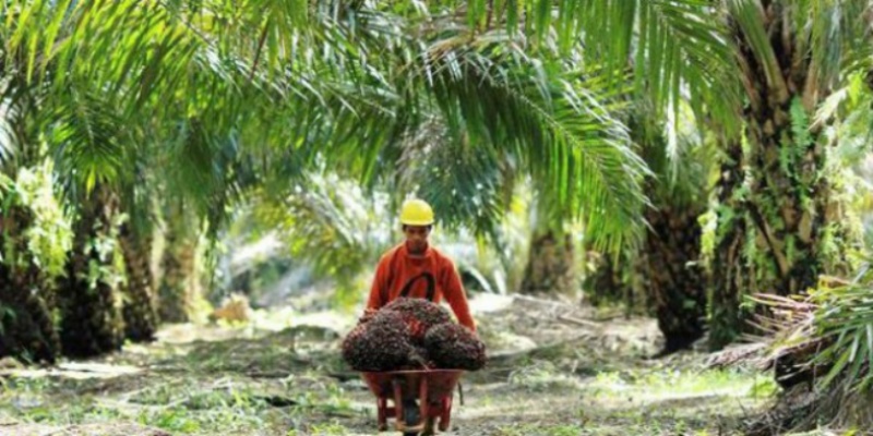 Kabar Gembira, Harga TBS Kelapa Sawit Riau Naik