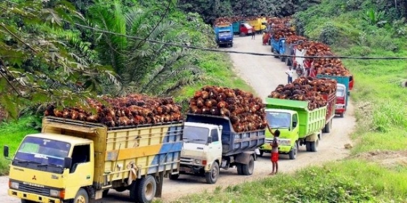 Harga CPO Anjlok, Imbas Permintaan Lemah?