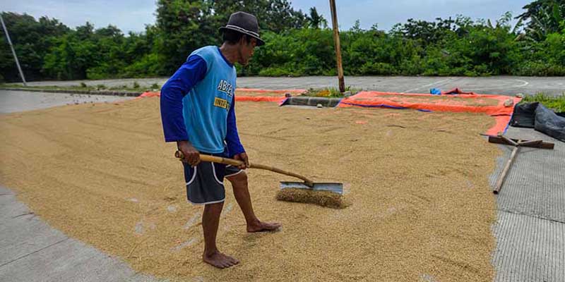 Naik Harga, Gabah Kering Giling di Lampung Capai Rp7.875 per Kg