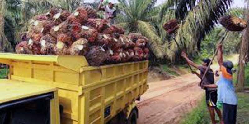 Harga CPO Melonjak 2 Persen di Awal Pekan