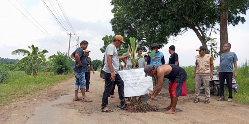 Warga Kabupaten Cirebon Ubah Jalan Rusak jadi Kebun Pisang