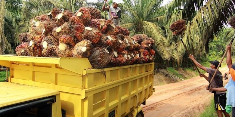 Intensifikasi Lahan Bisa jadi Jalan Keluar untuk Tingkatkan Produksi Sawit