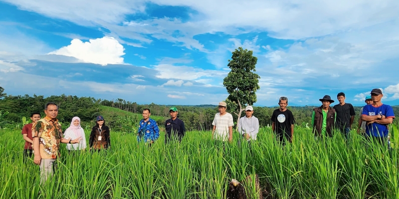 Tanam Padi Gogo di Banten Sukses, Petani Sampaikan Terima Kasih kepada Kementan