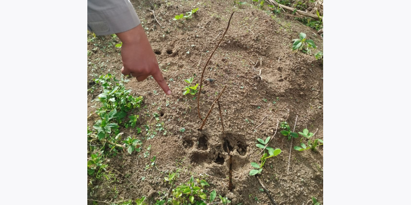 Polsek Sidikkalang Tindaklanjuti Temuan Jejak Harimau di Ladang Warga di Dairi