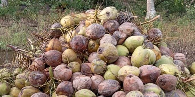 2 Pelaku Pencurian 520 Kelapa Diamankan Polsek Muara Padang