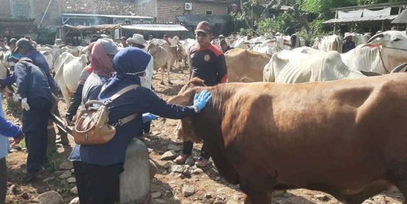 PMK Tak Kunjung Reda, Pasar Hewan di Rembang Terancam Ditutup