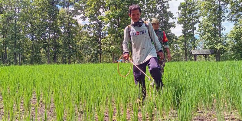 Lahan Makin Terbatas, Petani Madiun Tanam Padi di Hutan