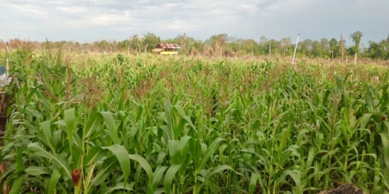 Lapisan Salju Ganggu Panen, Harga Jagung CBOT Tertekan