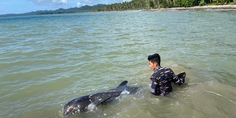 TNI AL Gercep Selamatkan Paus Orca yang Terdampar di Talaud