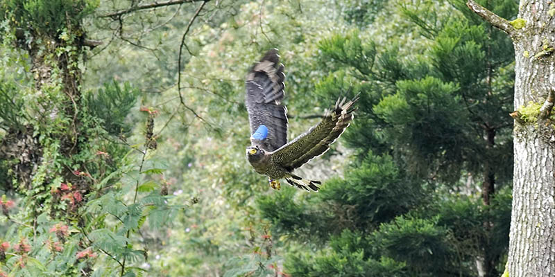 2 Elang Ular Bido Dilepasliarkan di Taman Nasional Gunung Gede Pangrango