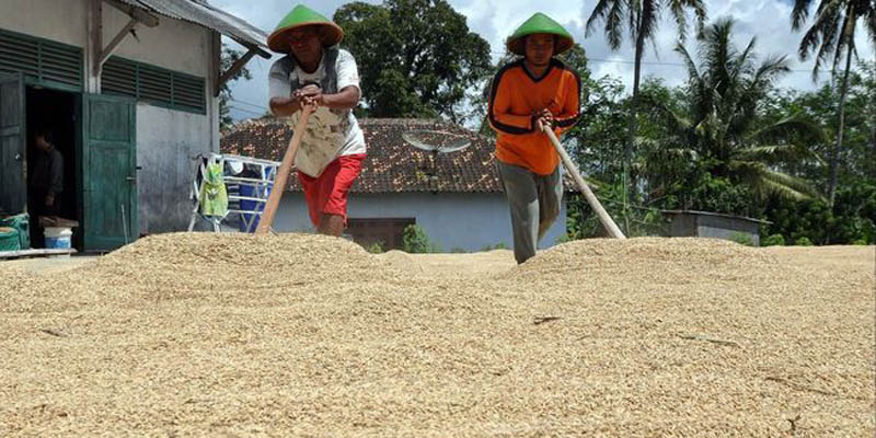 Kebijakan Bulog Wajib Beli Gabah Rp6.500/Kg Stabilkan Harga Pangan