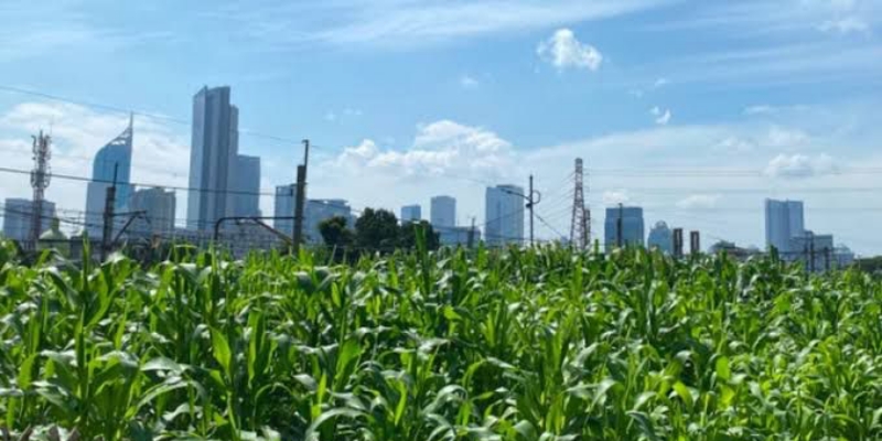 Dukung Asta Cita, Polri Garap Kebun Jagung di Tengah Kota Jakarta