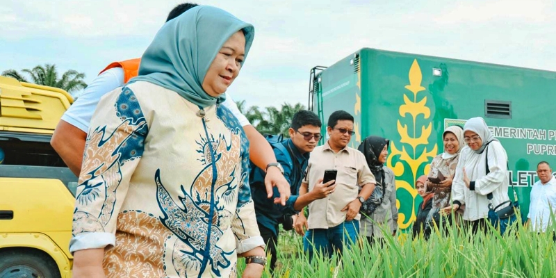 Kemenko Pangan Proyeksi Padi PSR PTPN Siak Hasilkan 50 Ton Gabah