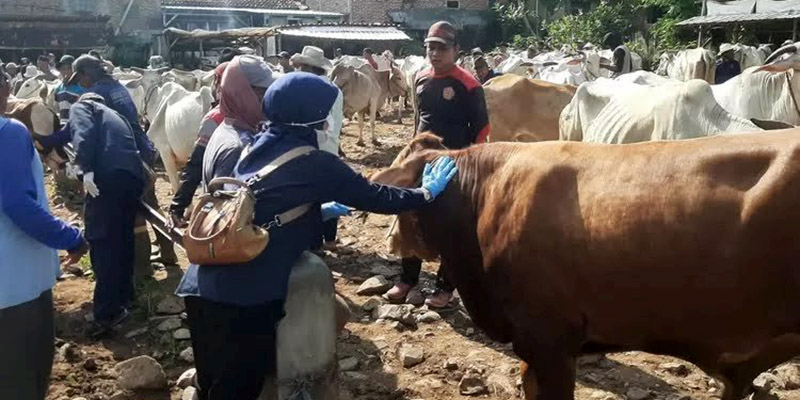 Putus Rantai Penyebaran PMK, Seluruh Pasar Hewan di Rembang Ditutup Sementara