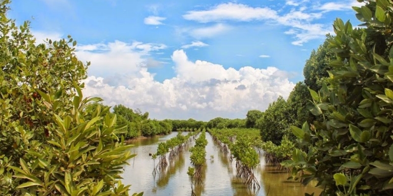 Kawali: Mangrove Benteng Kedaulatan Pesisir Pantai