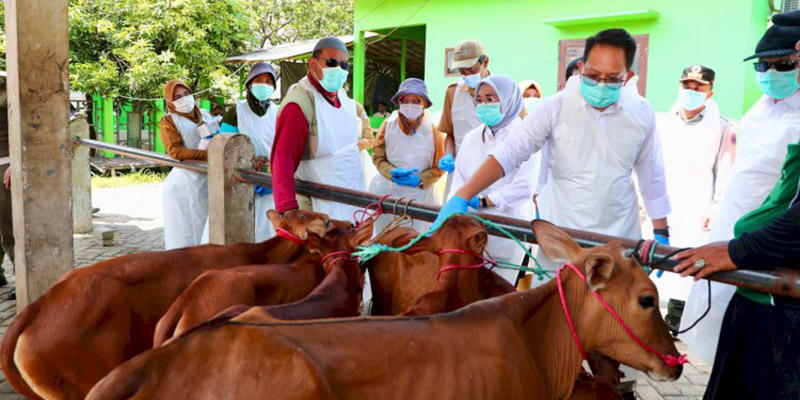 Jawa Timur Berstatus Darurat PMK