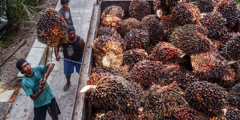 Harga CPO Menguat Nyaris 2 Persen Selama Sepekan