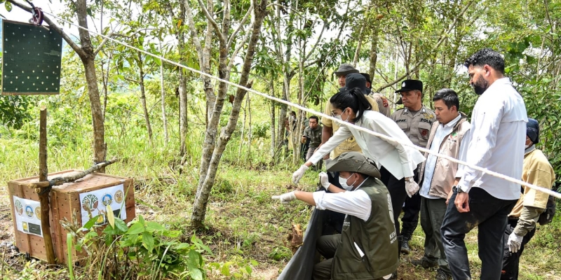 Dua Kucing Emas Dilepas Liarkan di TN Gunung Lauser