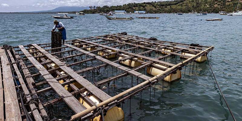 Perusahaan Budidaya Mutiara di NTB Minta Perlindungan Hukum DPR