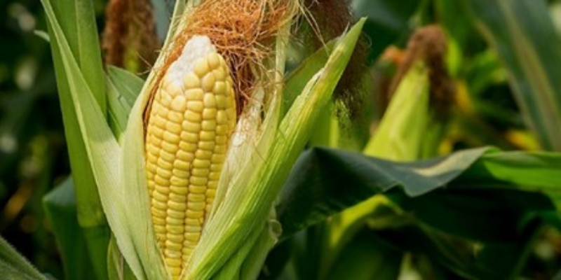 Pesanan Turun, Harga Kedelai dan Jagung di CBOT Merosot