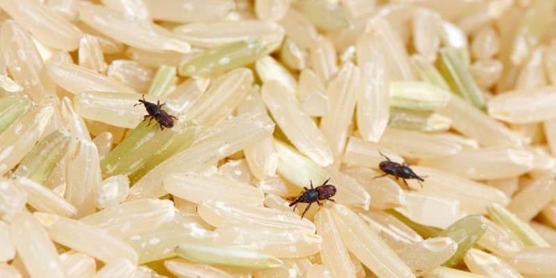 Ratusan Ribu Ton Beras Impor Berkutu Disarankan jadi Pakan Ternak