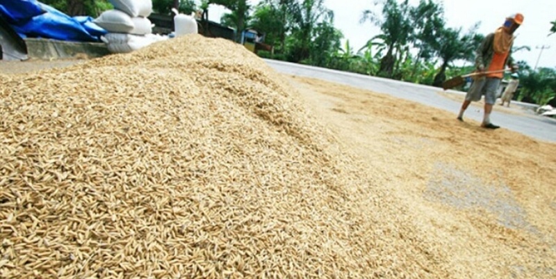 Kinerja Bulog Serap Gabah Petani Tuai Sorotan di Sumsel