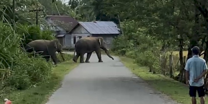 Dua Gajah Liar Masuk Pemukiman Warga di Aceh Barat