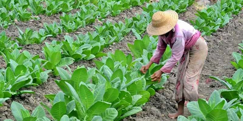 Regulasi Kesehatan Perlu Pertimbangkan Dampak Ekonomi