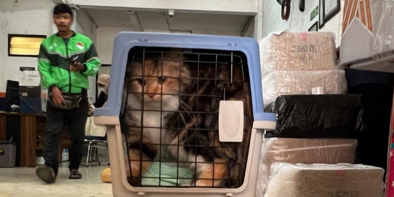 KAI Sediakan Pengiriman Hewan Peliharaan, Ini Syaratnya