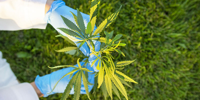 Rafik Perkasa Minta Pemerintah Kaji Legalisasi Ganja untuk Kepentingan Medis